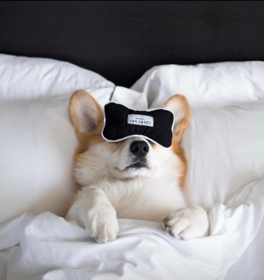 A dog resting in bed wearing a black eye mask.