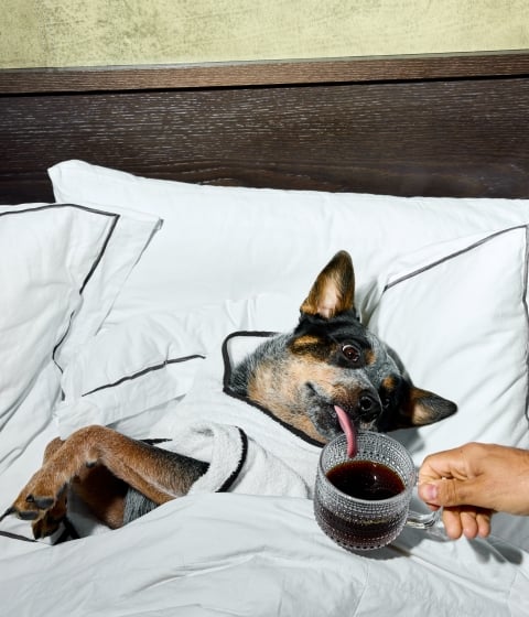 A dog lies in bed with a person's hand holding a mug of dark liquid.