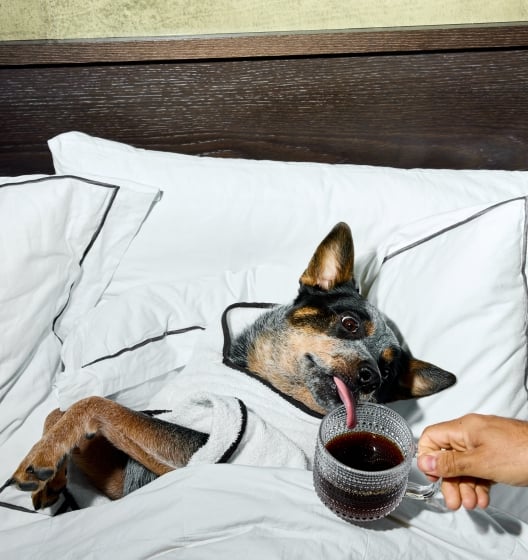 Dog in a robe in a bed