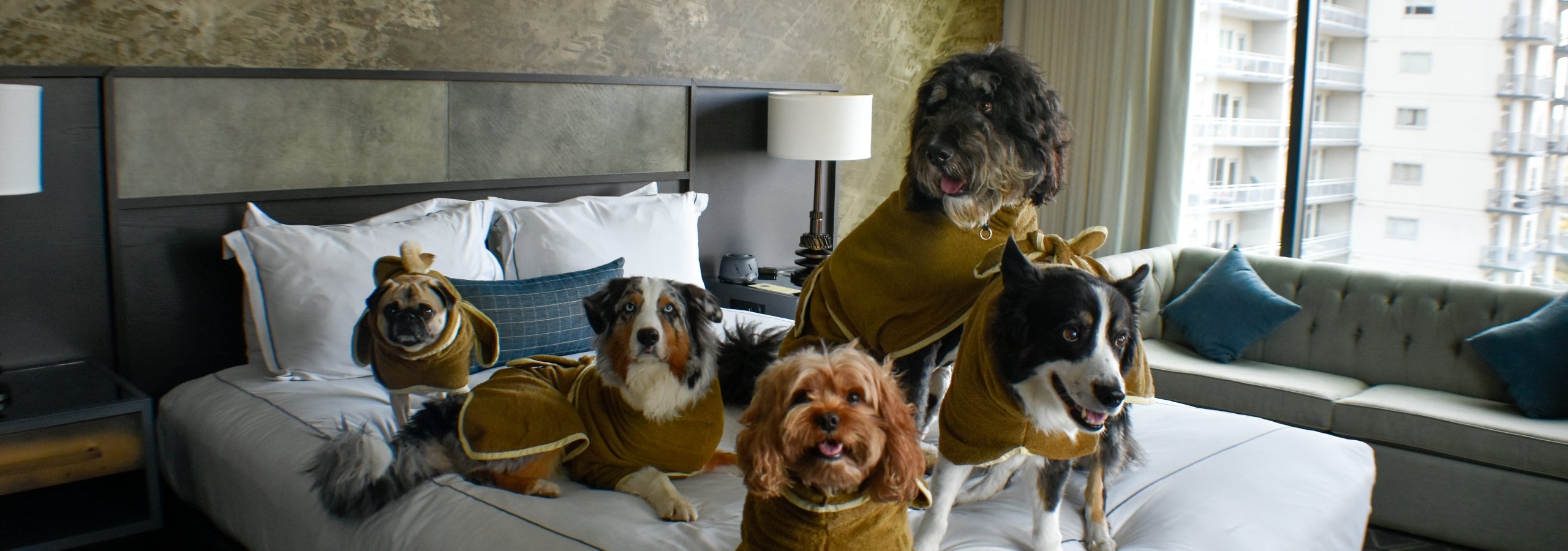 Dog friendly stay at Hotel Van Zandt