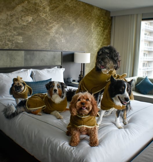 Dog friendly stay at Hotel Van Zandt