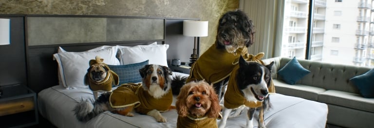 Dog friendly stay at Hotel Van Zandt
