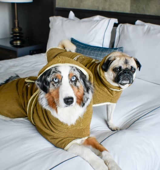 Dog-friendly stay at Hotel Van Zandt