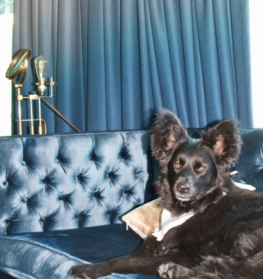 Dog friendly stay at Hotel Van Zandt