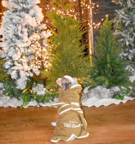 Dog friendly hotel for the holidays