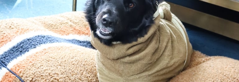 Fetch Club